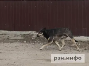В Шиловском округе 21 октября отловят бездомных собак