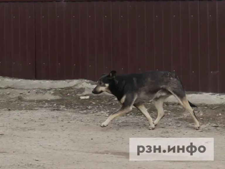 В Шиловском округе 21 октября отловят бездомных собак