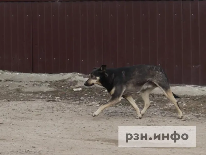 В Шиловском округе 21 октября отловят бездомных собак