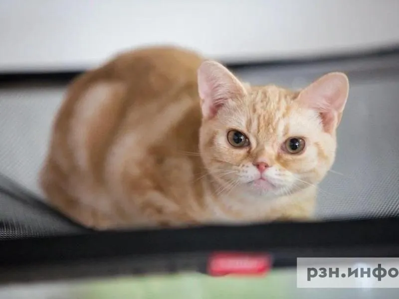 РЖД отказались от новых правил перевозки животных в поездах