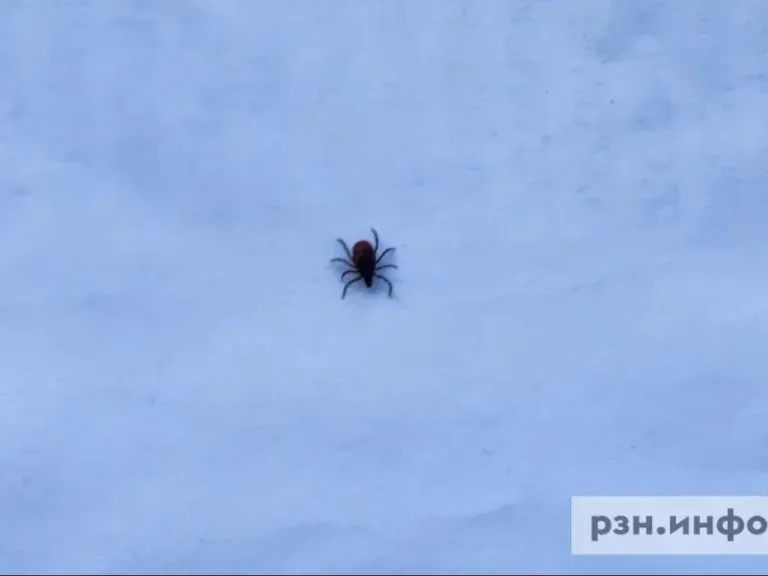 В Рязанской области от укусов клещей за неделю пострадали 74 человека