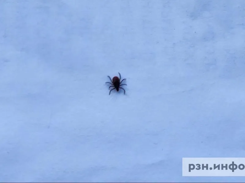 В Рязанской области от укусов клещей за неделю пострадали 74 человека