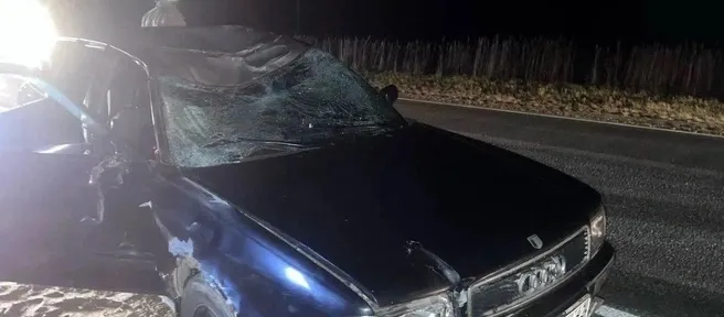 В Пителинском округе пассажир погиб при столкновении Audi с лосем