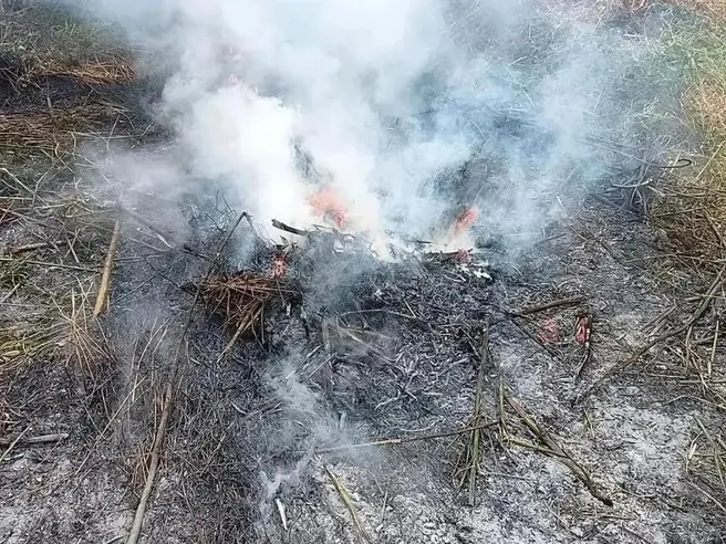 В Рязанской области уничтожили более 15 очагов дикорастущей конопли
