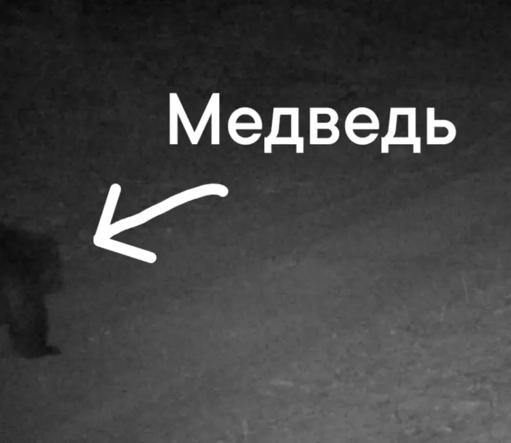 В Окском заповеднике снова сфотографировали медведя